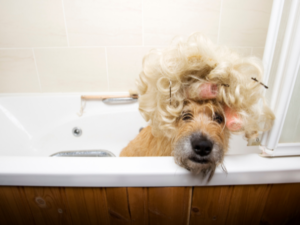 Dog in bath with crazy hair