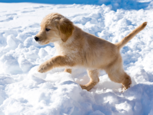 Puppy exploring in the snow