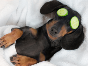 Dog at a spa with cucumber over his eyes