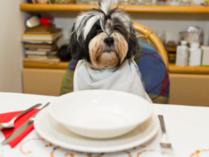 Dog at the dinner table