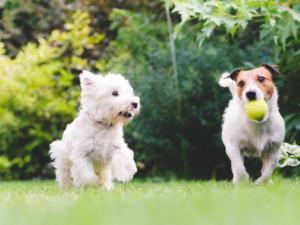 Two dogs playing