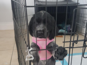 Puppy standing up in her crate