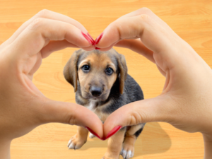 puppy looking through hands in the shape of a heart