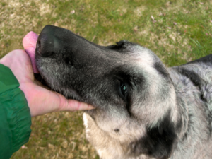 dog licking owners hand